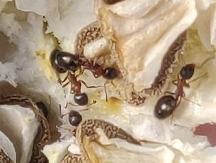 Réf. 265 825 : Dolichoderus quadripunctatus